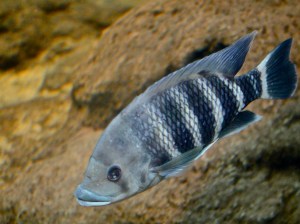 Hornet Tilapia 4562623192_2331f3feaf_b-2