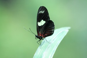 Doris Longwing 4747129049_3c7123e657_b