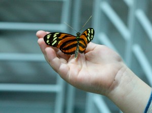 Isabella’s Longwing 4747789342_133268328d_o