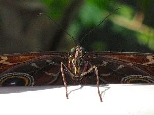 Blue Morpho Butterfly 8677456846_7df05acbb0_o