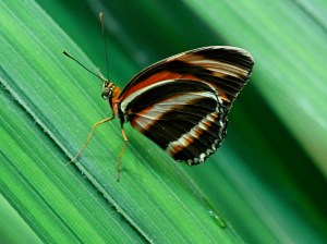 Banded Orange Heliconian aka Orange Tiger (wing bottom)Dryadula phaetusa Dryadula&nbsp;phaetusa