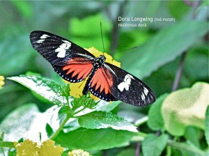 Doris Longwing red morph Heliconius doris light sm&nbsp;text