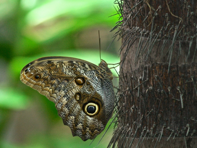 Giant Owl Butterfly Caligo sp.