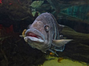 Hornet Tilapia 9260875598_b14d228439_o