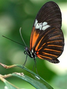 Heliconius sp. IMG_0036