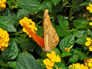 Julia Longwingbutterfly Male&nbsp;IMG_0422