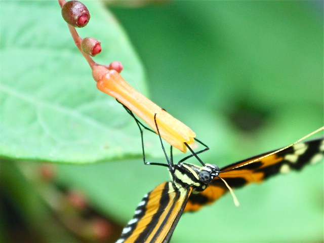 Isabella’s Longwing IMG_2621