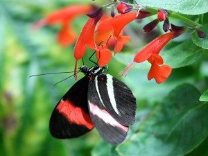 Postman  (wing bottom)Heliconius melpomene