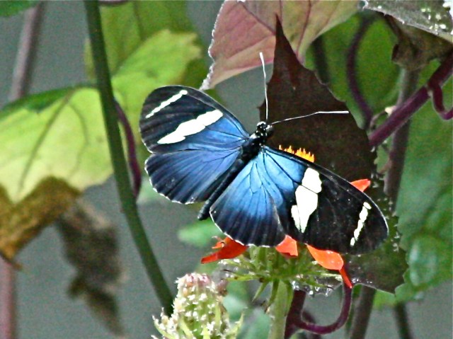 Sara Longwing (top wing)Heliconius sara