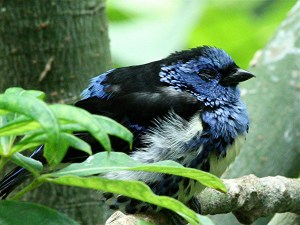 Tangara mexicana3044967328_5b81056859_o