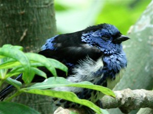 Turquoise Tanager  3044967328_da699a3370_o