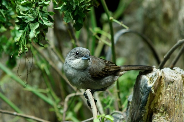 Red-shouldered Tanager (female) 3105184668_a8dfdddccd_b