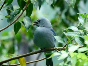 Bananaquit 3120139722_b91ab2ed2e_o