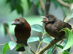 Ramphocelus carbo3142852689_c17ba4a031_o