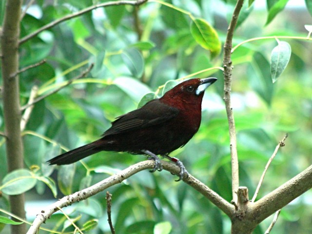 Ramphocelus carbo3142853893_b630accb43_o