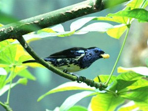 Turquoise Tanager 3160948559_27effa449d_b