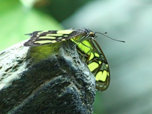 Malachite 3179150180_90dc2d417b_o_2