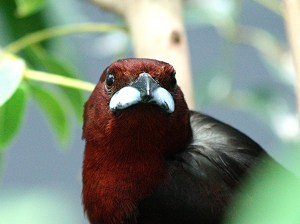 Ramphocelus carbo3186808944_6a7ba36a6e_o