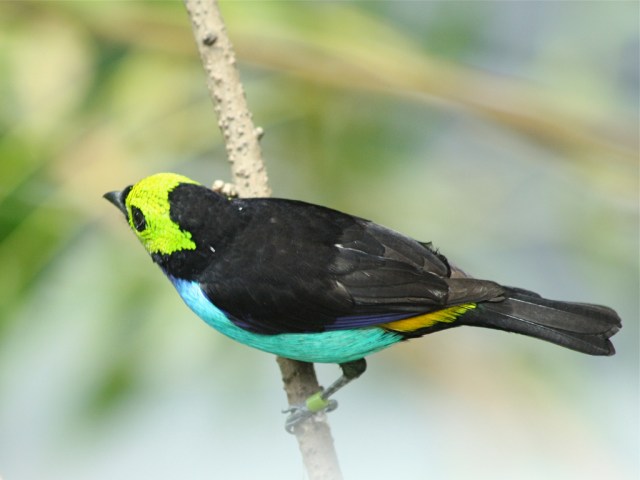 Paradise Tanager   3259028446_790c536452_b