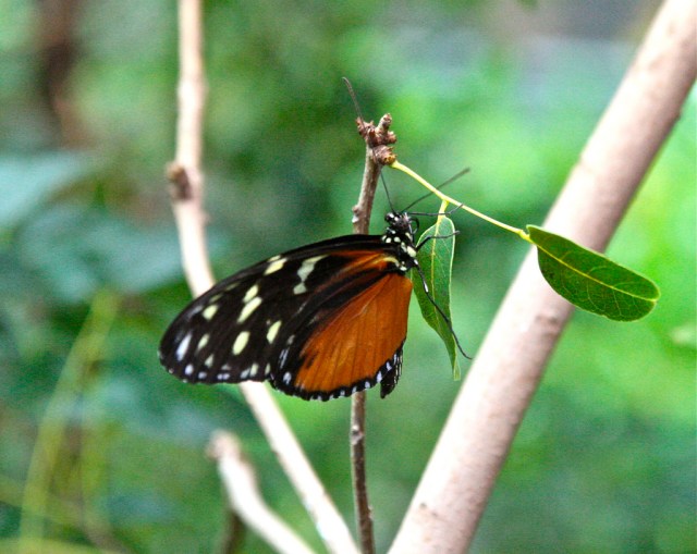 Tiger Longwing 3779879064_915dfdc8af_b