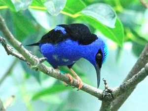 Cyanerpes cyaneus  4141915877_5600a8d45a_o