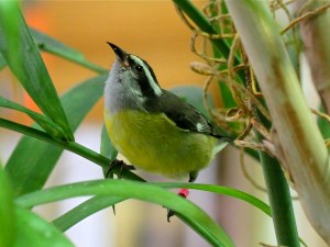 Bananaquit4329886077_48c1c841fd_o