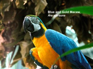 Blue and Gold Macaw Ara&nbsp;ararauna