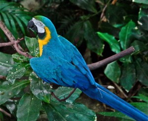 Blue and Gold Macaw Ara&nbsp;ararauna