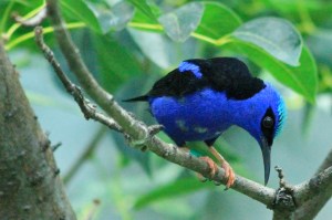Red-legged Honeycreeper (male)&nbsp;IMG_3045