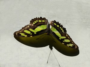 Malachite (wing top)Siproeta&nbsp;stelenes