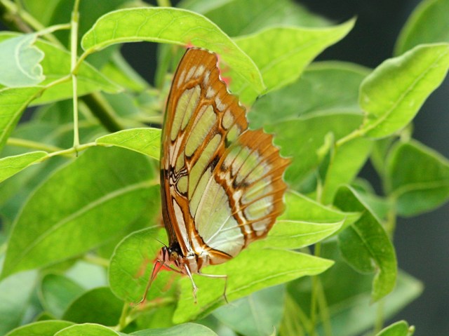 Malichite (wing bottom) on leaves_