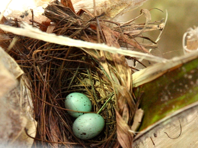 Silver-Beaked Tanager eggs