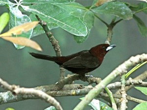 Silver-beaked Tanager Ramphocelus carbo (Thraupidae)&nbsp;IMG_0329_2