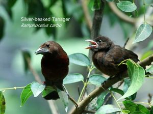 Silver-beaked Tanager, Ramphocelus&nbsp;carbo_2