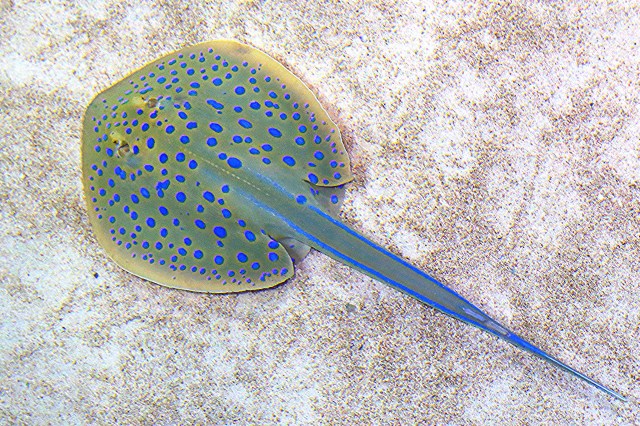 18360786662_f310c46cc9_k