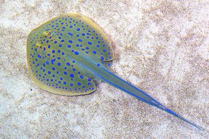 18360786662_f310c46cc9_k