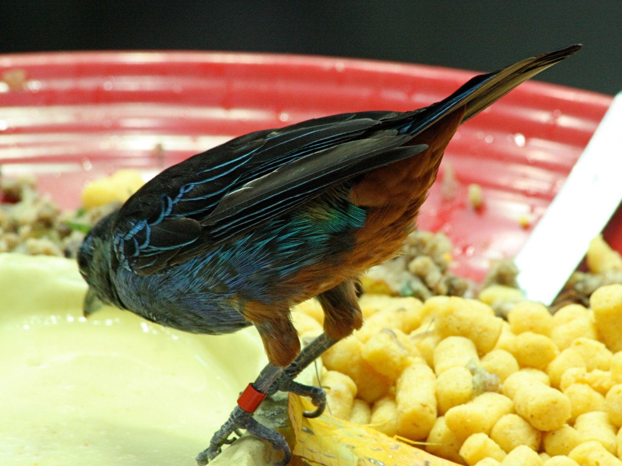 RAINFOREST BIRDS | Ron's Critter of the Day | Page 2