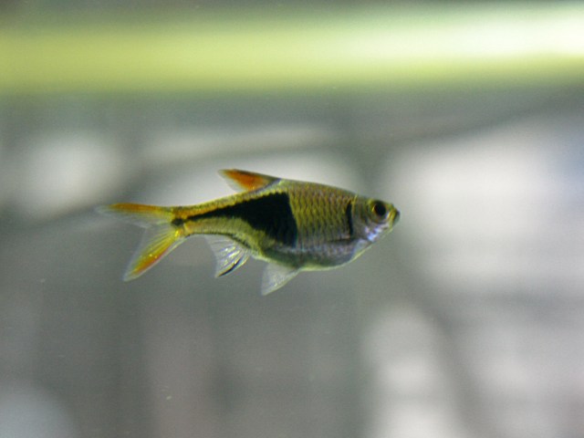 Harlequin Rasbora 3505693009_e11af4c62b_b