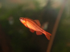 3729700826_694a261026_b