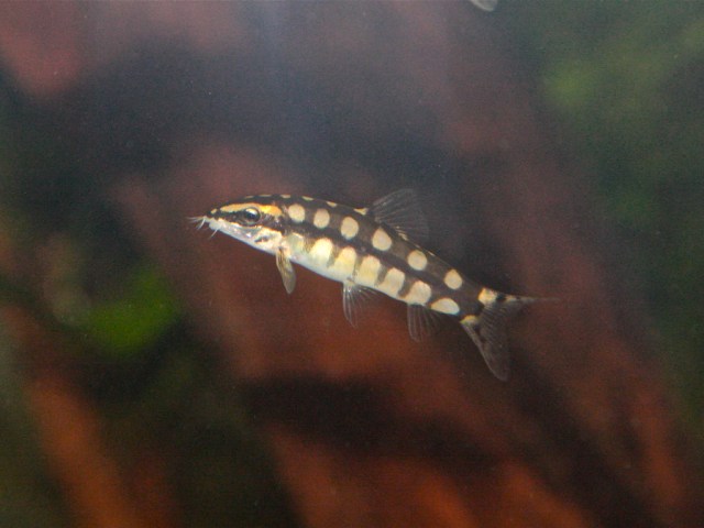 Dwarf Loach  3729701172_60d8ac62eb_b