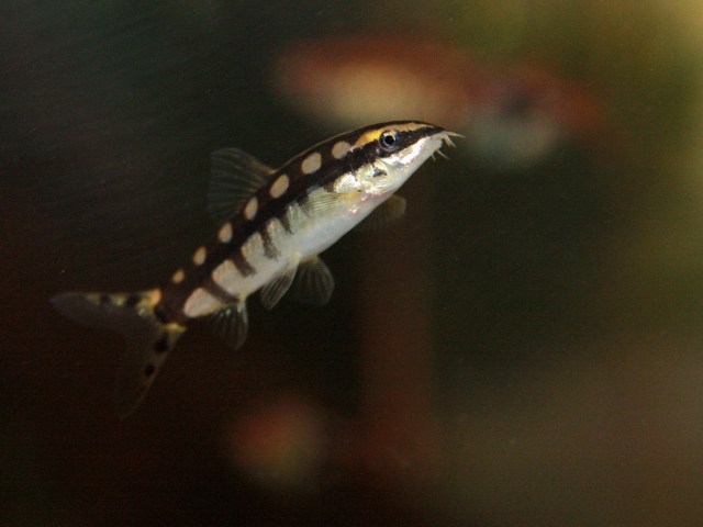 Dwarf Loach 3729702064_b5d6d9bc65_b
