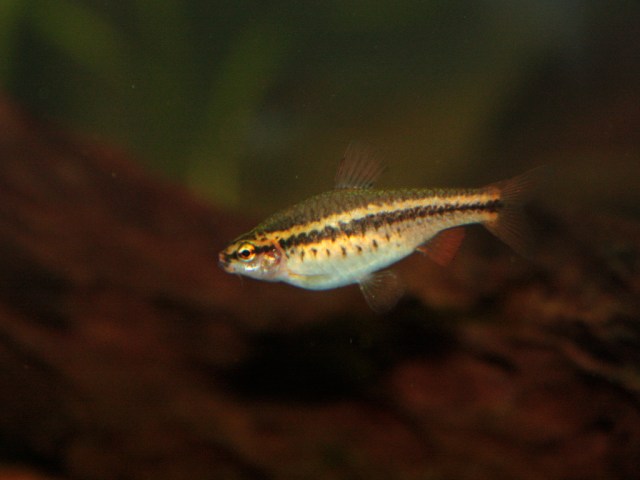Cherry Barb (female)  3750942153_ca01fdd6c8_b