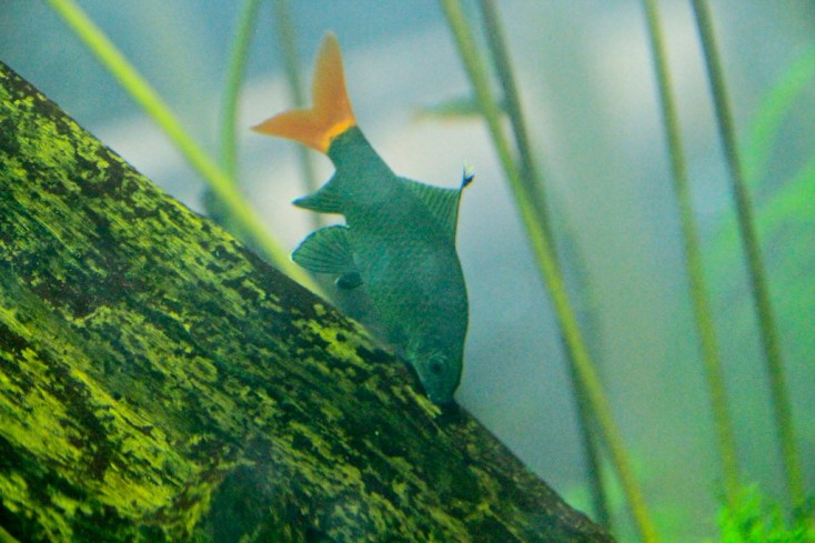 Redtail Black Shark Minnow 4472041343_d9431913da_b