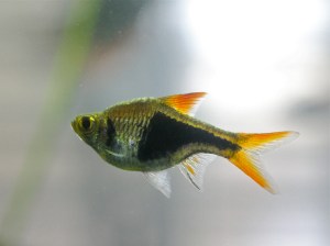Harlequin Rasbora  5170276087_941e511e05_b-2
