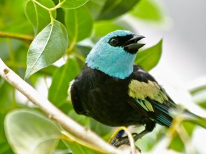 Blue-necked Tanage 5976282811_66d48f0816_b