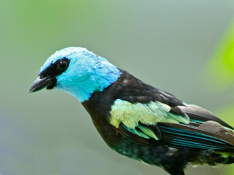 Tangara cyanicollis5976846934_9b15387833_b