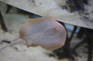 Bluespotted Ribbontail Stingray 9768595411_bd419782d5_k