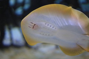 Taeniura lymma9830767635_6774f7ae7d_k