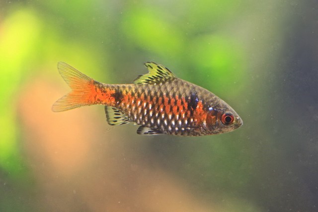 Odessa Barb 9830830994_eb9d56b36b_h