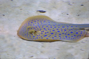 Bluespotted Ribbontail Stingray IMG_7621&nbsp;2